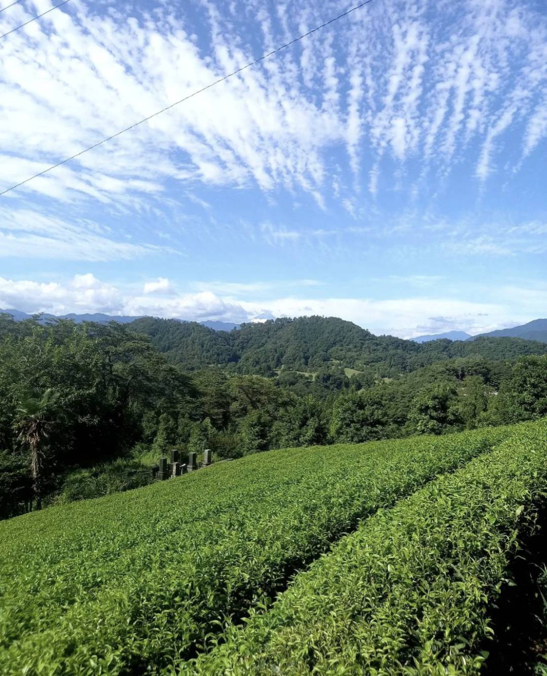 陣馬山麓の茶畑