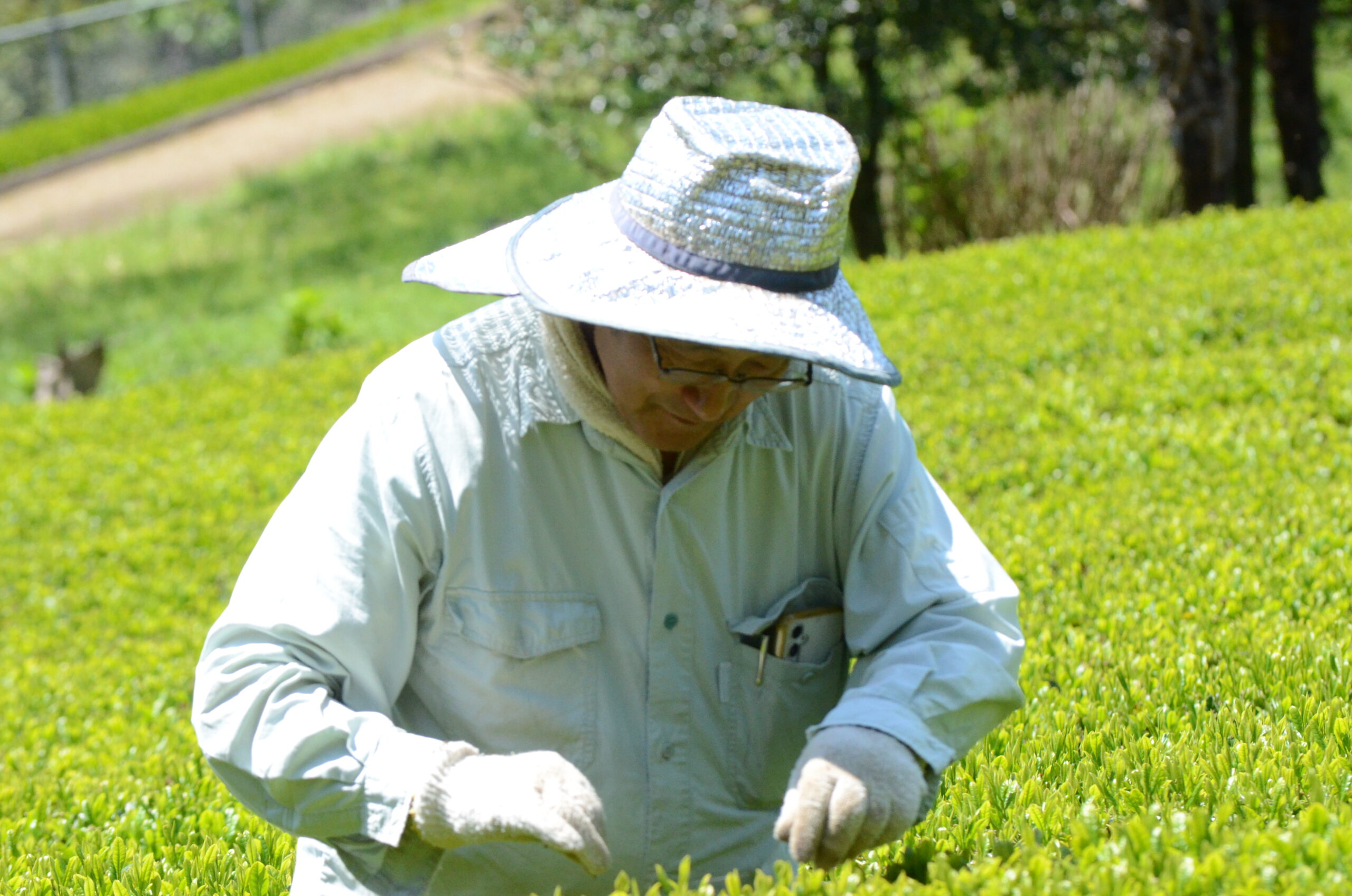 宮本茶園の茶畑