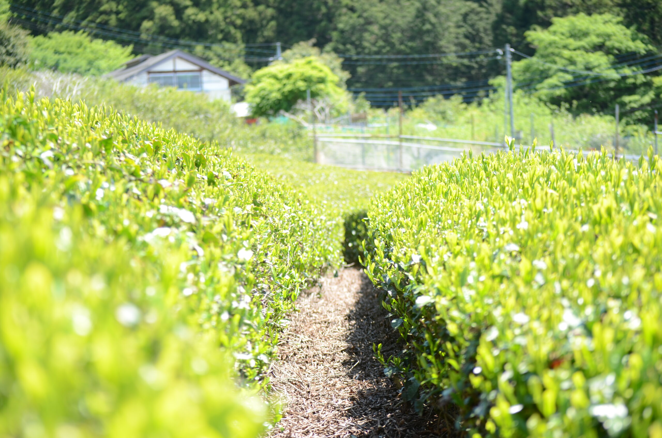 佐野川茶の茶葉
